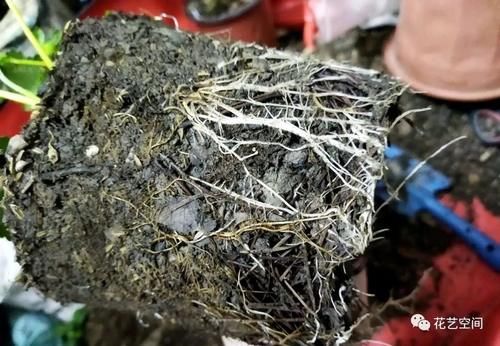 养花全靠“捡”，出门遇见这些东西捡回家，都是养花的宝贝！