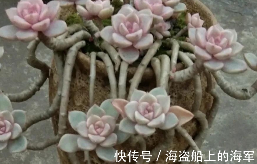 浇水|多肉中的美人胚子红粉佳人,掌握5个技巧,叶片变成多种色彩