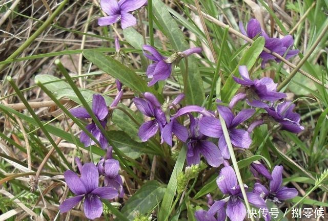 山坡下、树林里,生长着1种“紫花地丁”,少有人留意,却珍贵!