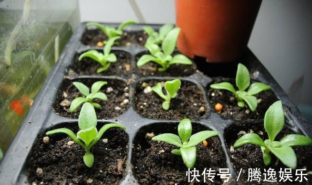 此花比太阳花还好养,花色很漂亮,爆盆容易,值得入手