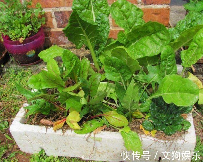 养殖|总用泡沫箱养花种菜,好不好听听过来人怎么说