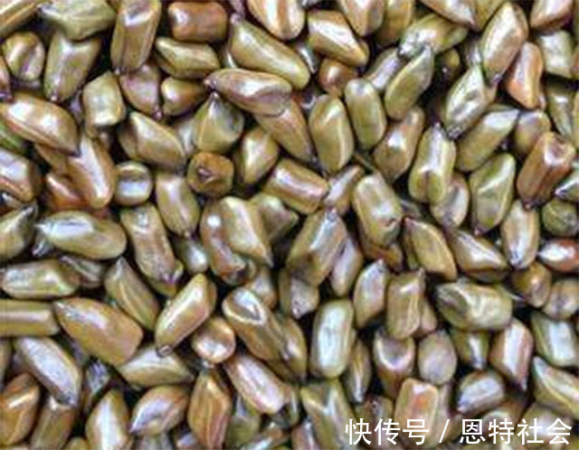 菊花|肝脏功能受损,用这4样中药泡水喝,消肝脂、排毒素,肝渐渐好转