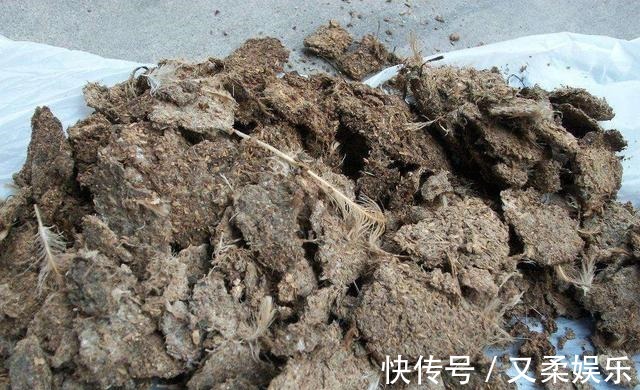 农村|此物在农村满大街都是,却没人要,带点回家,养花的神器