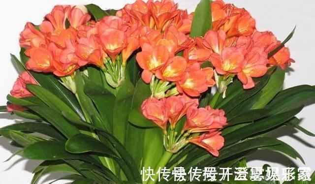 君子兰|给君子兰换盆,“这点”要知道,不然不长不开花,让你“干着急”
