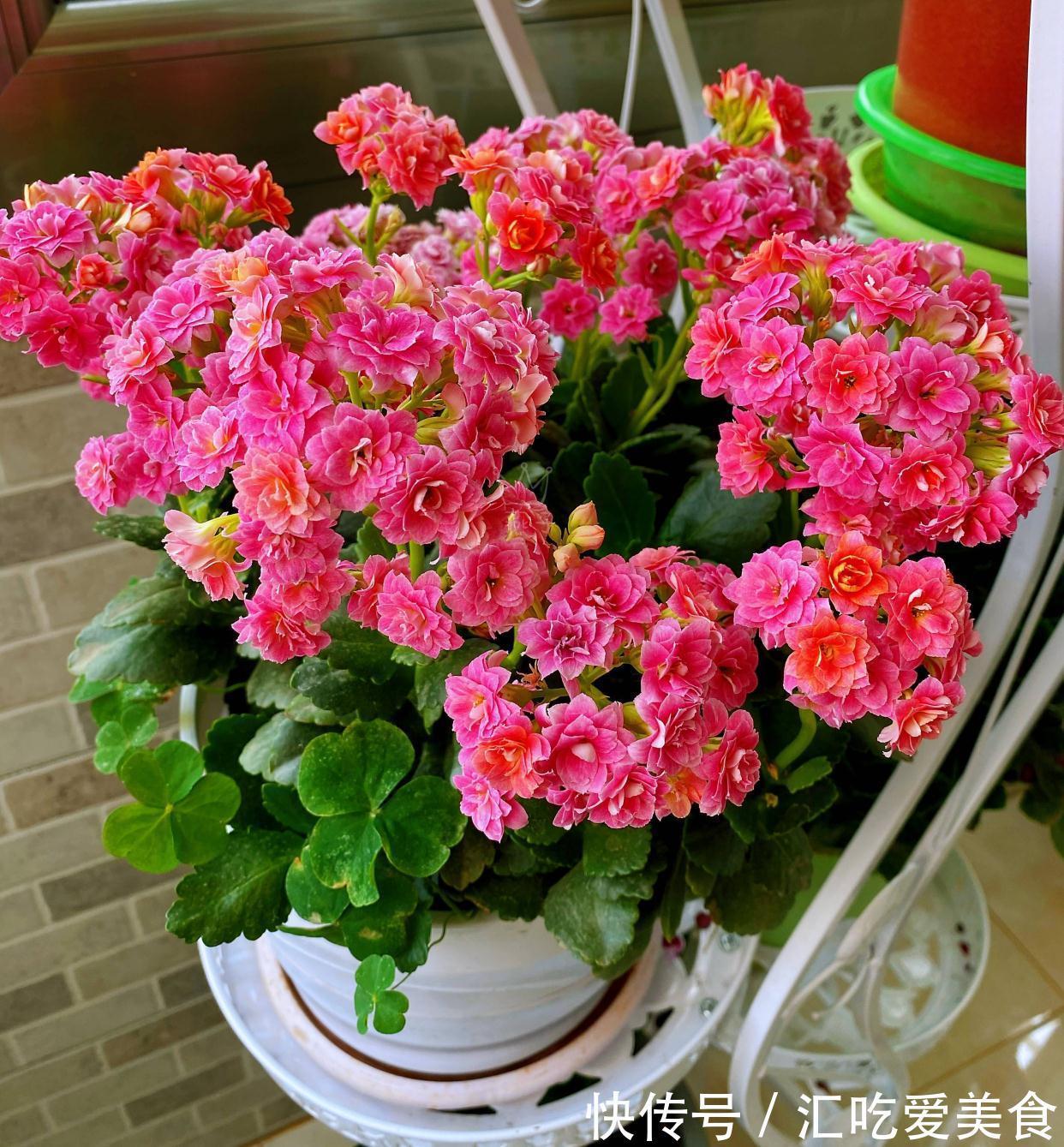 适合新手养的2种盆栽，挺拔秀丽花色美，容易养活很优良