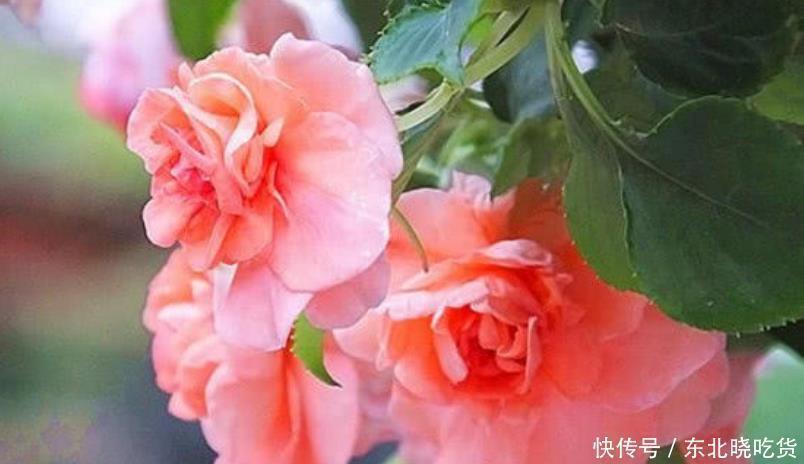 飘香|开花最香的4种花,家里养一盆,满屋飘香,一开就是300多天