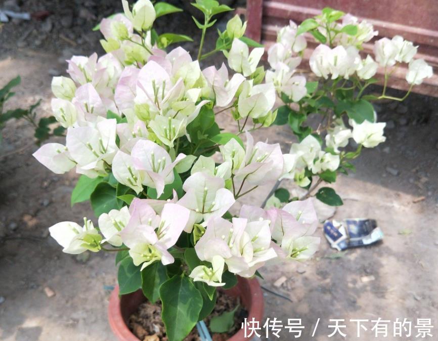 开花机器|养三角梅，反复做这件事，才不愧“开花机器”的美誉