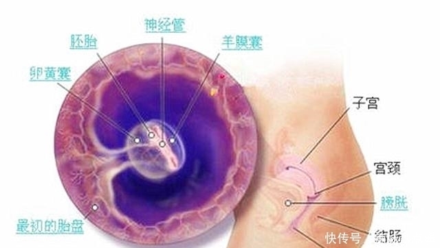 胎心|孕8周的胚胎检查别错过，B超单上这四个数据，说明“坐胎”稳定