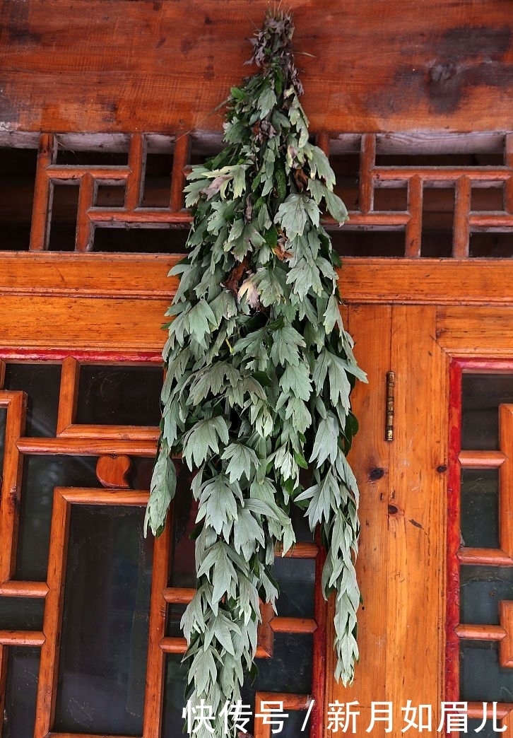 艾草|端午挂艾草顺着还是倒着挂好？干枯的艾草咋处理？别犯“忌”