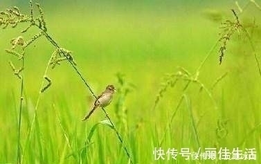 古诗词#十五首描写小草的古诗词,为君闲暇助兴,茶余饭后解闷