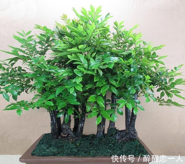 原来有钱人家都养这个花,镇宅,招财,这可是“帝王之木”!