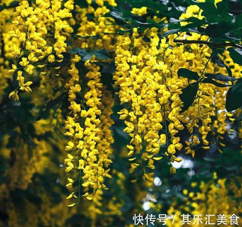 藤花|邻居阿姨真能干，小院养3种“爬藤花”，每年花开满院，太美了