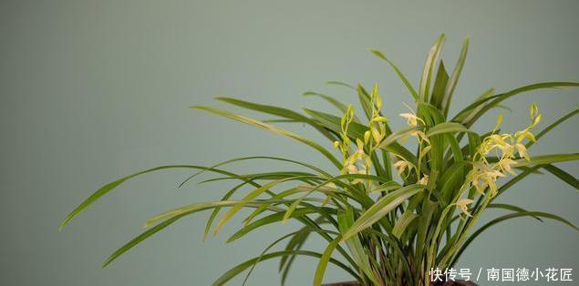 惹人爱|兰花养护全知道,一年四季绿油油,姿态优美惹人爱