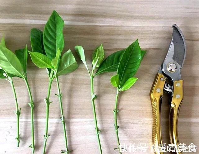 栀子花|阳台养此3种花太合适,不但漂亮,繁殖还容易,一年就成养花大户