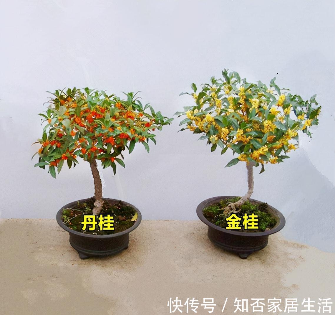 3种“养人树”,漂亮有香味,能吃能观赏,建议至少养一种