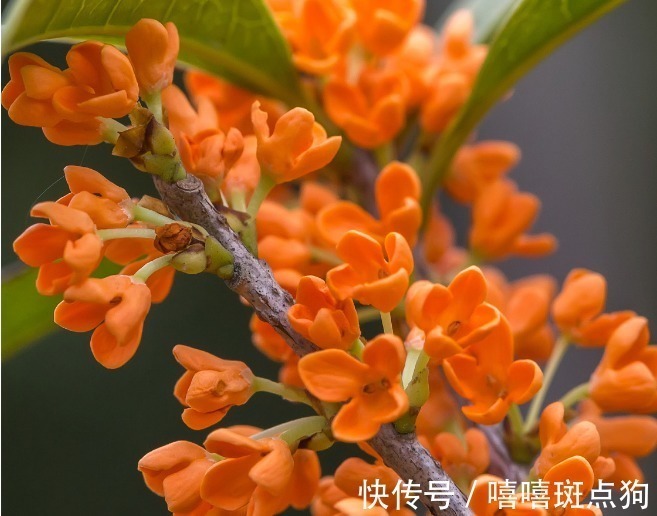 家里有院子,建议种一些能观赏的树,小投入,大收获,划算