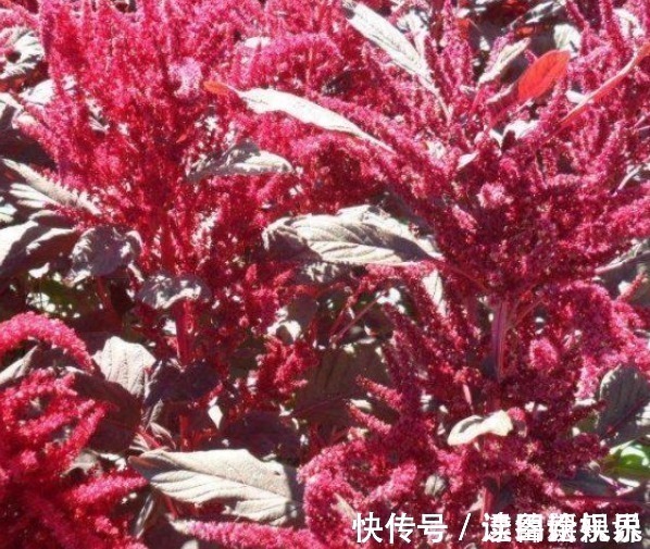 农村|乡下一种很少见的野草,看着很好看,价值珍贵,遇见请珍惜