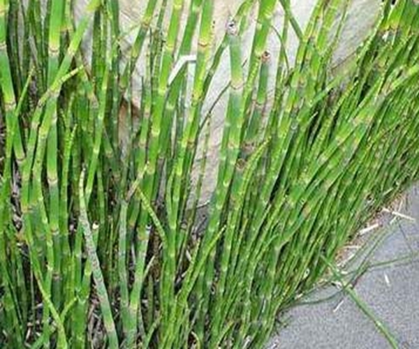 野草|农村一种“光棍”野草,无叶无花只有杆,煮水喝眼睛越来越明亮!