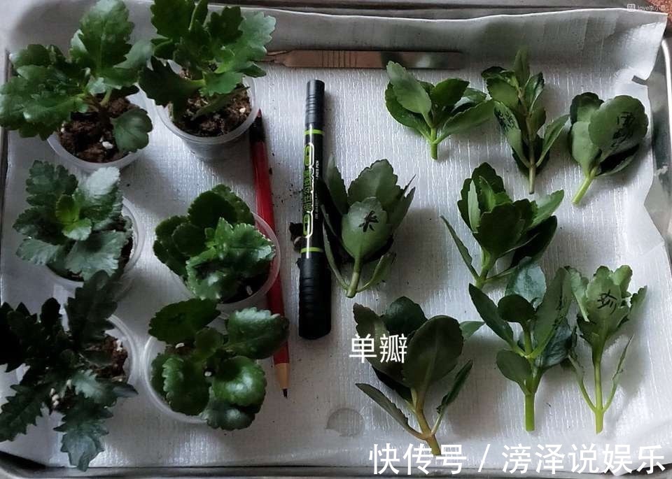 蟹爪兰|养2种花“不用等”,现在扦插、20天生根发芽,入冬就开花