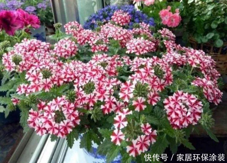 4种花，堪称花界“劳模”，花开媲美玫瑰，花朵姿态万千，美