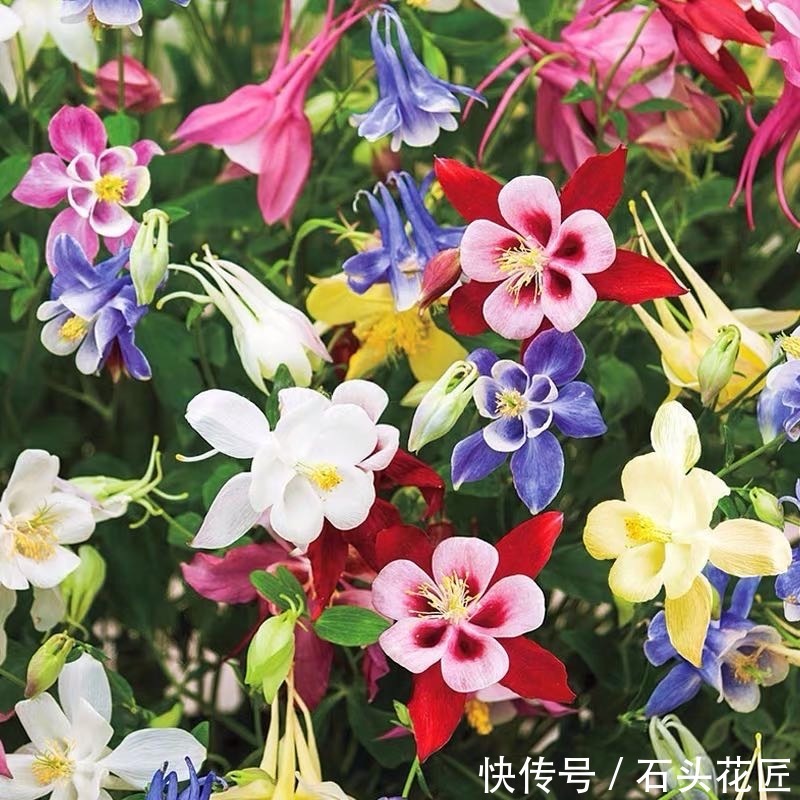  仙气|名字叫做“耧斗菜”，花朵却又“仙气飘飘”，今年的网红花