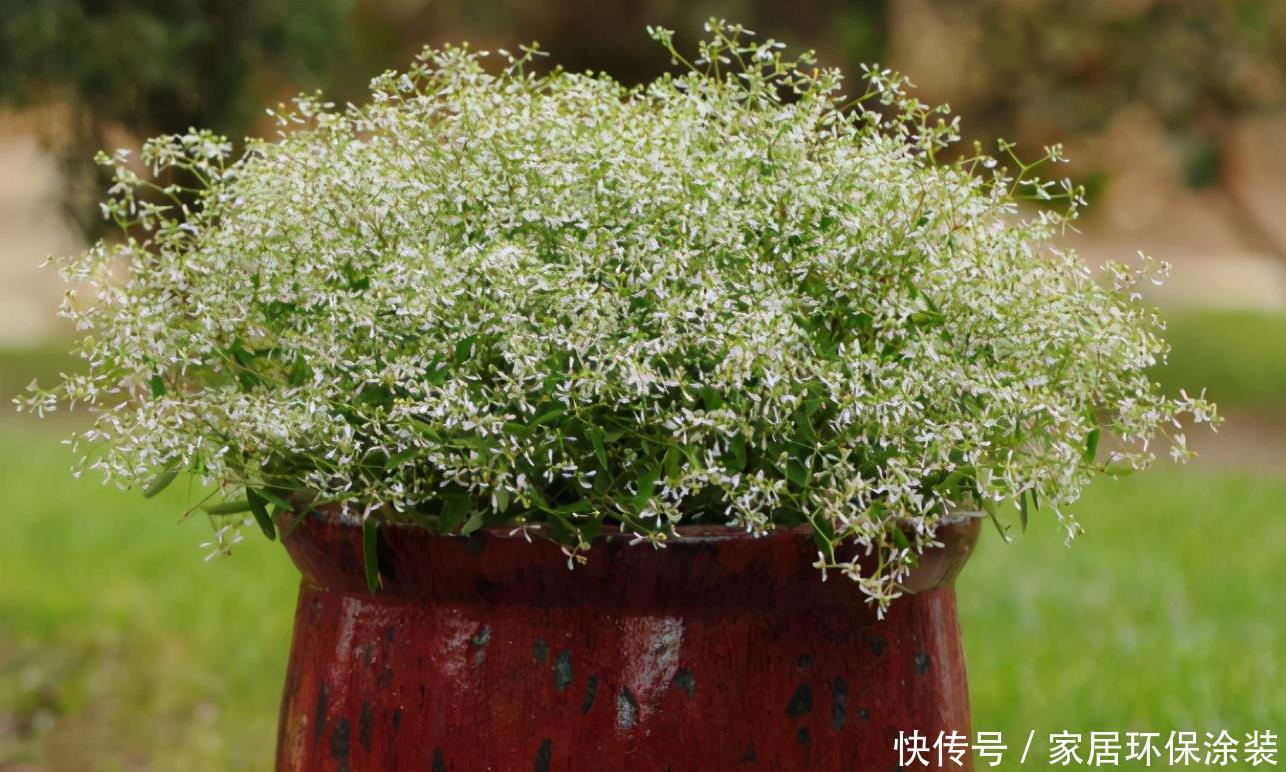 阳台想要变成“花海洋”，养5种花，不仅价格低，而且好养活