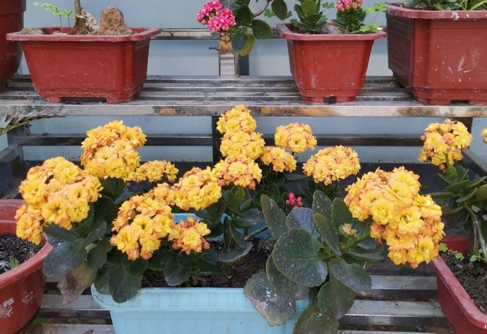 夏季|夏季长寿花要休眠，但出现这些情况，一忽视就只能收获空盆