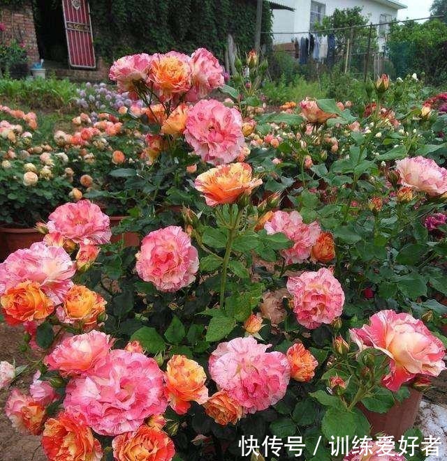 月季呼呼“冒笋芽”,4招护理好,条条枝粗壮,开花成倍翻!