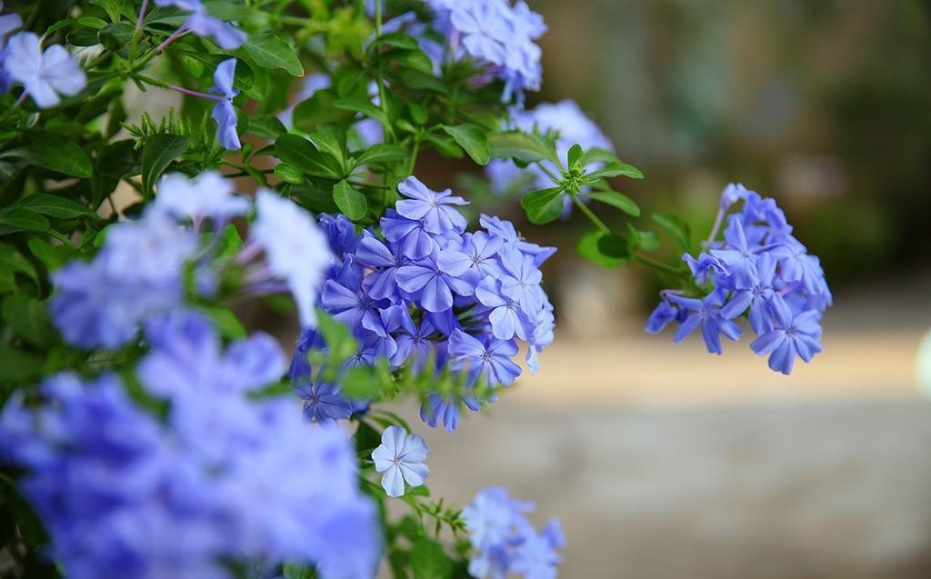 爆盆|想蓝雪花入夏就爆盆,养护要做到“3个充足”,枝头上都是花苞