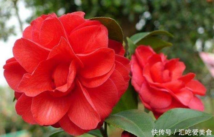 矮牵牛|4种花养家里,福旺运旺财更旺,招福添财,有钱人都在养