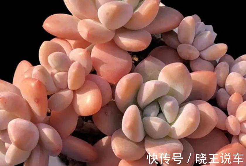 喜欢多肉洛神,天冷后这样养,出状态粉红粉红的,真美