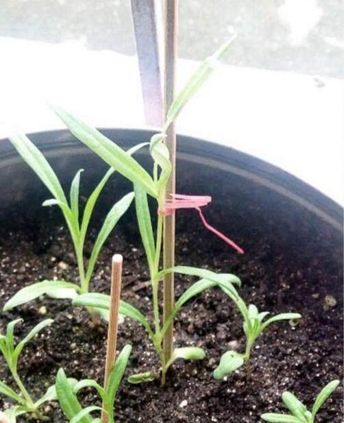 徒长的满天星,跟我这样来做,才能开出花球一样的满天星效果