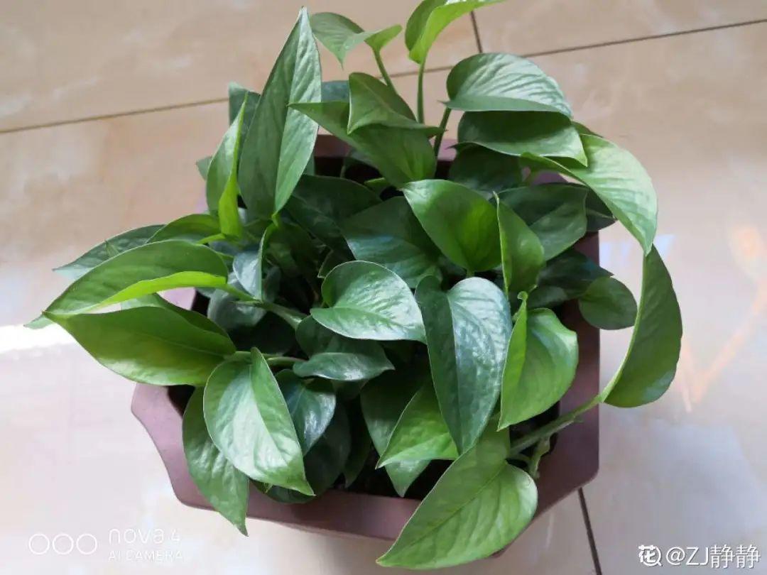 10种“养不死”的花,绿萝只能排最后一名,养死3种以上的举手