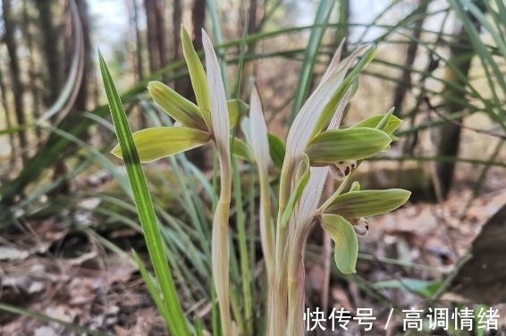 兰花发芽的方法:记住8个基础知识,兰花生长旺盛