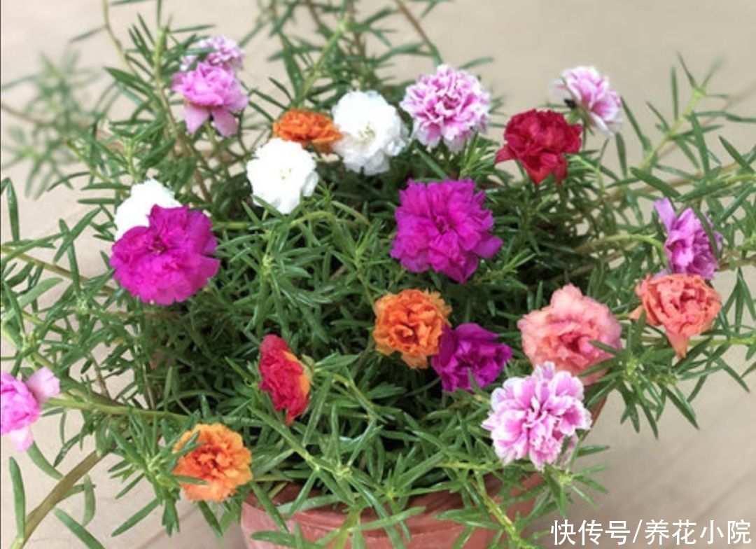 干旱|5种花，不怕热耐干旱，晒晒太阳开花更多