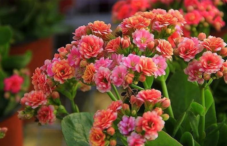 养花试试这几款，一朵接一朵地花像小元宝非常美丽