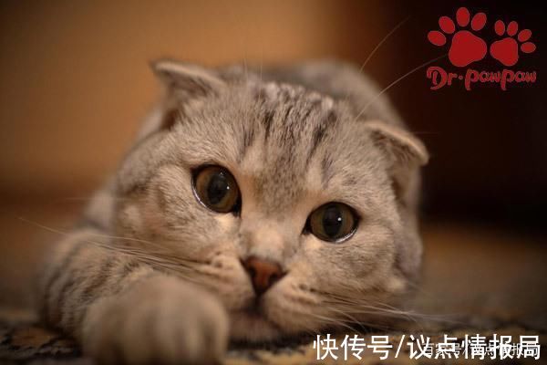 丘疹|猫咪慢性湿疹与急性湿疹的治疗方法