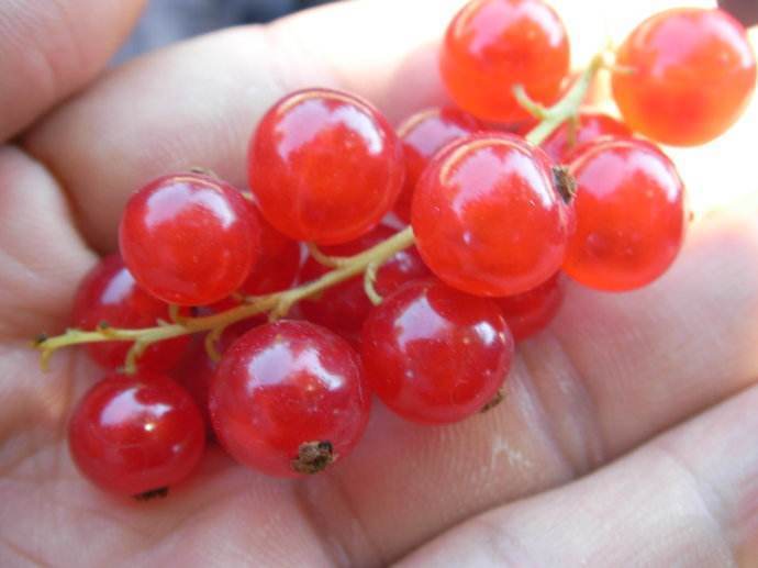 滋养|女人过了30岁,多吃“天然玻尿酸”食物,滋养卵巢抗衰老显年轻