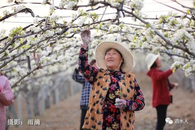 快乐老家：难忘醉美泗水梨园春