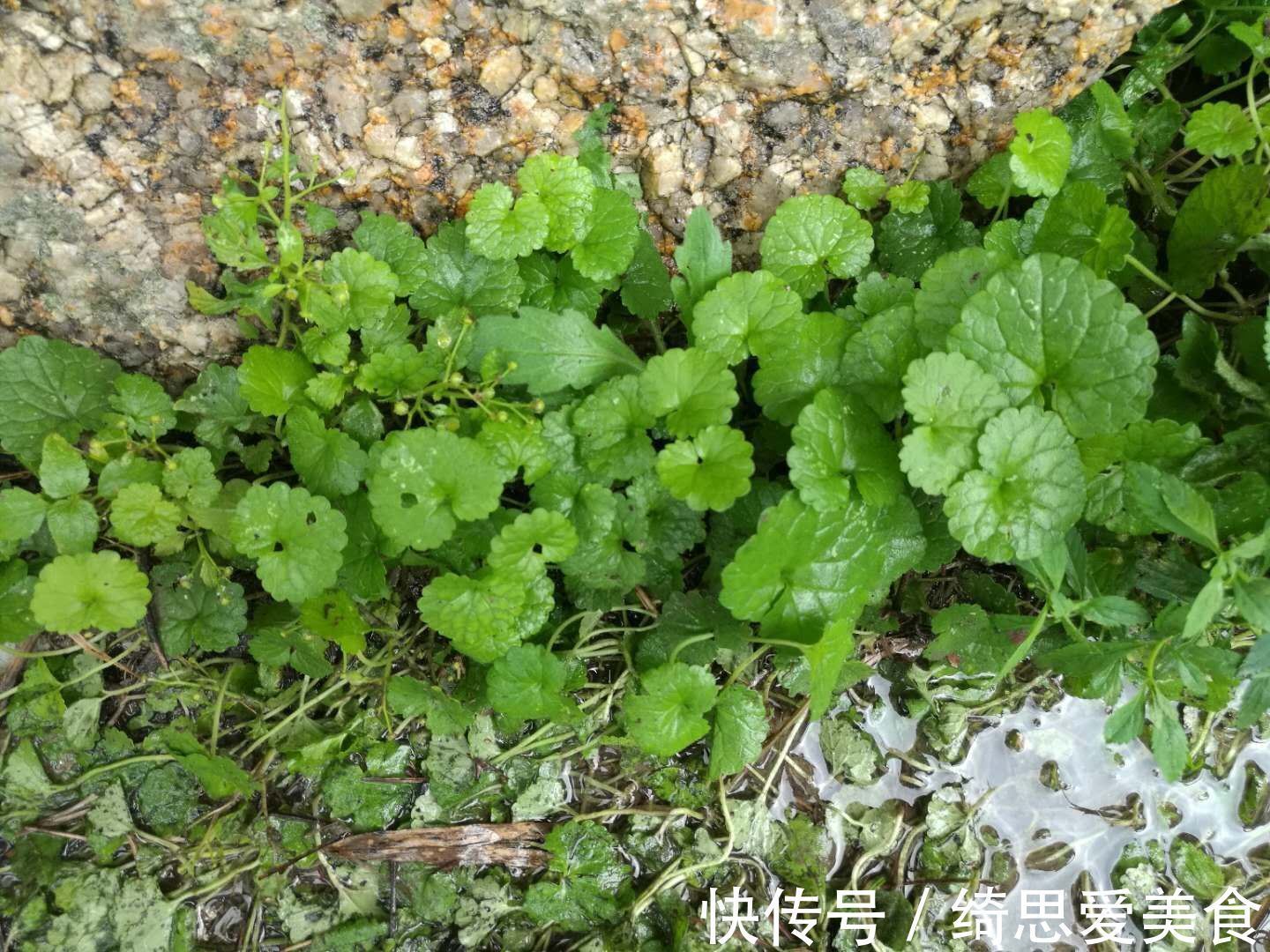 此花生命力顽强,药用价值极高,寓意留心沿途的美景