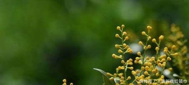 土壤|用这招来养盆栽米兰,一年四季都开花不断