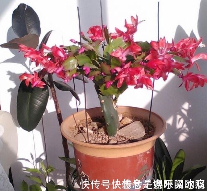 蟹爪兰得白斑病怎么办？教你“4法”轻松解决，提早预防是关键