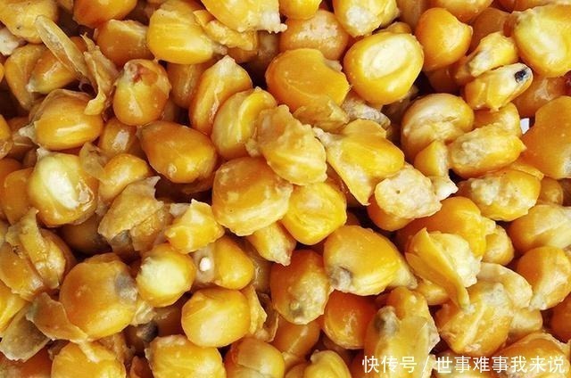 好用的鱼饵不仅是蚯蚓,这几种常见物料做饵料,效果不比它差