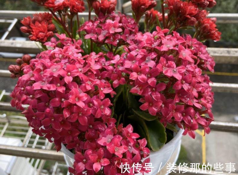 植物|发酵后的羊粪养花,干用和湿用效果不同,而很多人不懂