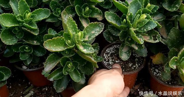 长寿花|养花先“养根”,高手用一招,养出根系“一尺长”,开花特别旺