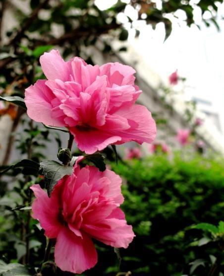 推荐一款耐寒的漂亮花，皮实好养易过冬，轻松开成“棒棒糖”