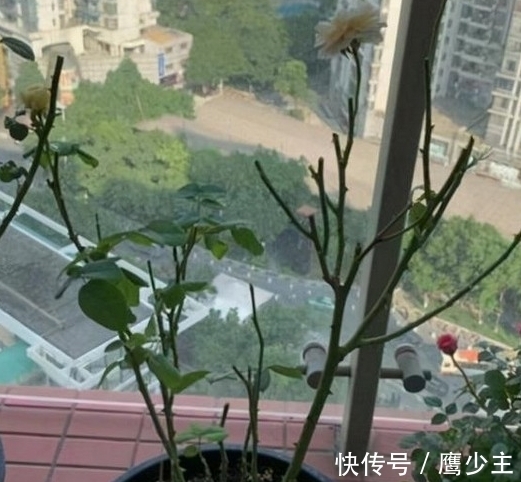 月季光杆后如何才能快速恢复生长,分清情况是关键