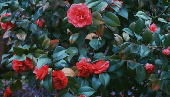 茉莉花|6种北方不适合养的花卉，技术不到位容易死，非高手就不要考虑了