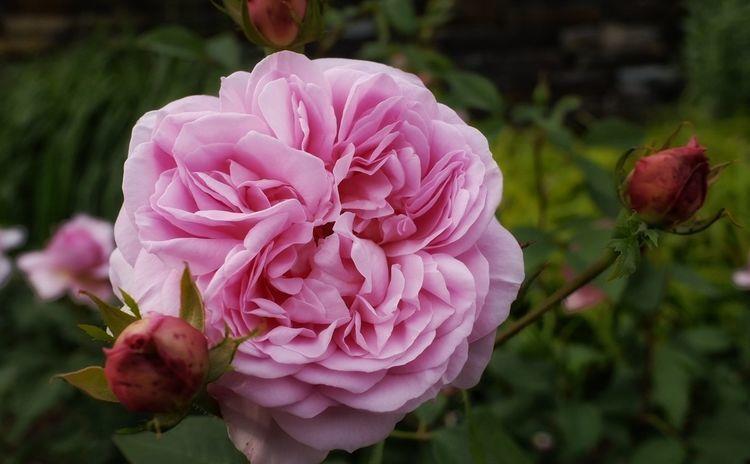 4种花现在养刚刚好,冬天开花很漂亮,对待新手很友好