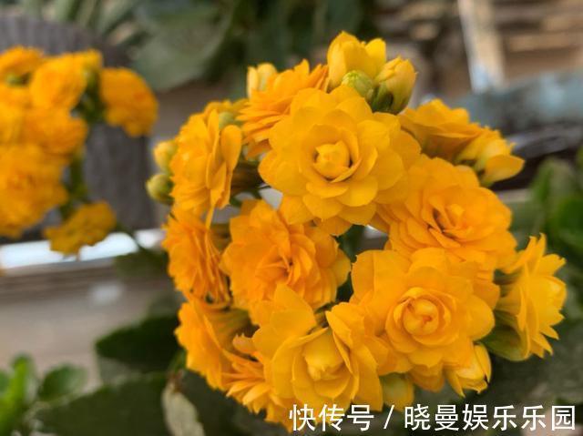 花友|容易养成老桩的多肉，新手也能养成，2年茎秆木质化